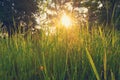 Green lush grass with dew drops on the stems Royalty Free Stock Photo