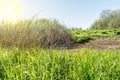 The green lush grass and dry bush on dead ground, sunny summer day with blue sky, contrast nature close up Royalty Free Stock Photo