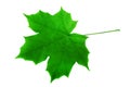 Green lush maple leaf on white Springtime season maple leaf Royalty Free Stock Photo