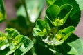 Green lush moist wet leaves on bright sunlight at spring time, growth Royalty Free Stock Photo