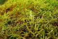 Green lush moss close up growing on the ground in the forest, small vegetation Royalty Free Stock Photo