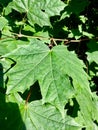 Green Lush Natural Background of maple Leaves