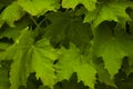Green Lush Natural Background of Sycamore Leaves. Maple Leaves Frame Flat Lay. Beautiful Garden Foliage Texture or Leaf Pattern Royalty Free Stock Photo