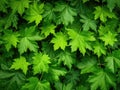 Green Lush Natural Background of Sycamore Leaves, Maple Leaves Frame Flat Lay, Beautiful Garden Foliage Royalty Free Stock Photo
