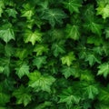 Green Lush Natural Background of Sycamore Leaves, Maple Leaves Frame Flat Lay, Beautiful Garden Foliage