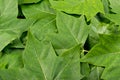 Green Lush Natural Background of Tree Leaves