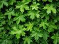 Green Lush Natural Background of Sycamore Leaves, Maple Leaves Frame Flat Lay, Beautiful Garden Foliage