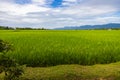 Green lush paddy field at the sunset valley Langkawi, Malaysia. Blue sky with white clouds on the horizon. Endless rice field, Royalty Free Stock Photo