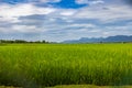 Green lush paddy field at the sunset valley Langkawi, Malaysia. Blue sky with white clouds on the horizon. Endless rice field, Royalty Free Stock Photo