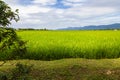 Green lush paddy field at the sunset valley Langkawi, Malaysia. Blue sky with white clouds on the horizon. Endless rice field, Royalty Free Stock Photo