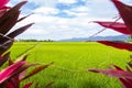 Green lush paddy field at the sunset valley Langkawi, Malaysia. Blue sky with white clouds on the horizon. Endless rice field, Royalty Free Stock Photo