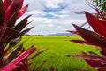 Green lush paddy field at the sunset valley Langkawi, Malaysia. Blue sky with white clouds on the horizon. Endless rice field, Royalty Free Stock Photo