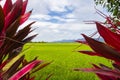 Green lush paddy field at the sunset valley Langkawi, Malaysia. Blue sky with white clouds on the horizon. Endless rice field, Royalty Free Stock Photo