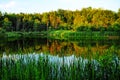 Green lush pond