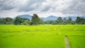 green lush rice fields mountain view in southeast asian countryside agriculture natural rural landscape Royalty Free Stock Photo