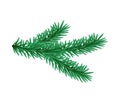 Green lush spruce branch. Fir branches. Isolated illustration in vector format