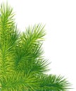 Green lush spruce or pine branch. Fir tree branch isolated on white christmas element. Royalty Free Stock Photo