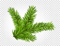 Green lush spruce or pine branch. Fir tree branch isolated on white vector christmas element Royalty Free Stock Photo