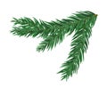 Green lush spruce or pine branch. Fir tree branch isolated on white vector christmas element Royalty Free Stock Photo