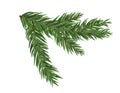 Green lush spruce or pine branch. Fir tree branch isolated on white vector christmas element Royalty Free Stock Photo