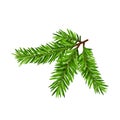 Green lush spruce or pine branch. Fir tree branch isolated on white vector christmas element Royalty Free Stock Photo