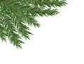 Green lush spruce or pine branch. Fir tree branch isolated on white vector christmas element Royalty Free Stock Photo