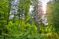 Green lush summer forestscape Royalty Free Stock Photo