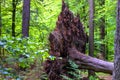 Green lush summer forestscape Royalty Free Stock Photo