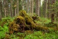 Green and lush summery old-growth boreal forest with decaying tree trunks Royalty Free Stock Photo