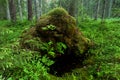 Green and lush summery old-growth boreal forest Royalty Free Stock Photo