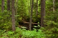Green and lush summery old-growth boreal forest
