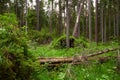 Green and lush summery old-growth boreal forest with lots of dead wood Royalty Free Stock Photo