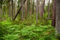 Green and lush summery old-growth boreal forest