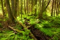 Green and lush summery old-growth boreal forest with lots of dead wood Royalty Free Stock Photo