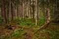 Green and lush summery old-growth boreal forest with lots of dead wood Royalty Free Stock Photo