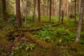 Green and lush summery old-growth boreal forest with lots of dead wood Royalty Free Stock Photo