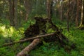 Green and lush summery old-growth forest forest with decaying dead trees Royalty Free Stock Photo