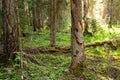 Green and lush summery old primeval boreal forest in Estonia Royalty Free Stock Photo