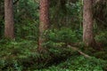 Green and lush summery old primeval boreal forest in Estonia, Northern Europe. Royalty Free Stock Photo