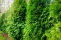 Green lush thuja hedge closeup Royalty Free Stock Photo