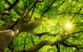 Green lush tree canopy with the sun Royalty Free Stock Photo