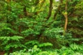 Green, lush and tropical forest with trees, plants and shrubs for a nature background. Landscape of wilderness Royalty Free Stock Photo