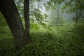 Green lush vegetation in forest after rain