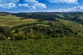 Vineyards on the beautiful hills in the Langhe area of Barbaresco in Piedmont Italy on the Meruzzano side