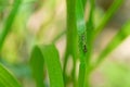 Lygaeidae stinkbug Royalty Free Stock Photo