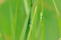 Green stinkbug Royalty Free Stock Photo