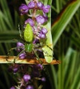 Green Lynx Spider