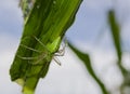 Green Lynx Spider On Corn Leaf