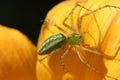 Green Lynx Spider on Flower Royalty Free Stock Photo