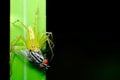 A green lynx spider has her fangs in a fly. Royalty Free Stock Photo